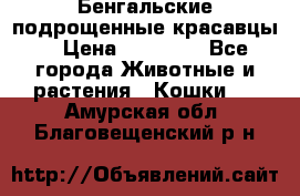 Бенгальские подрощенные красавцы. › Цена ­ 20 000 - Все города Животные и растения » Кошки   . Амурская обл.,Благовещенский р-н